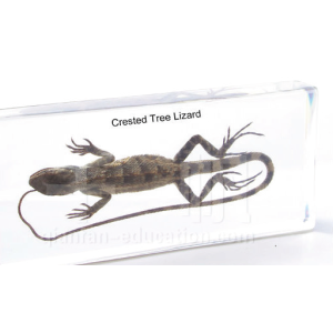 Lizard Educational Embedded Specimen